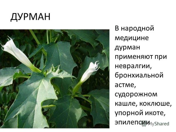 Дурман белладонна