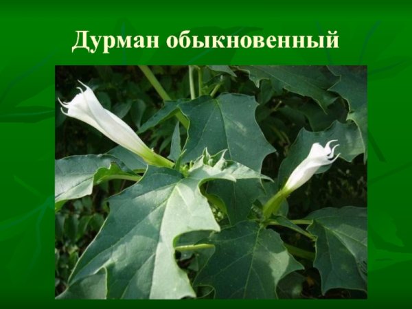 Дурман обыкновенный ядовитые части