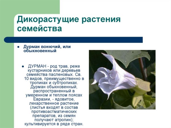Дурман обыкновенный соцветие