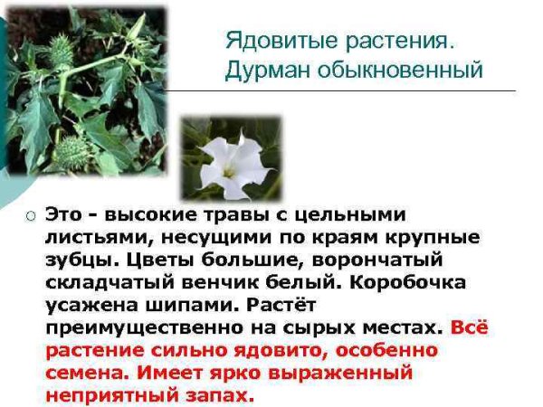 Дурман ядовитое растение 3 класс