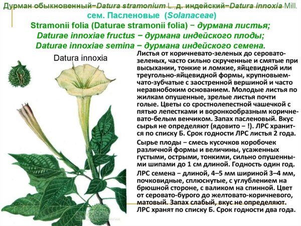 Листья дурмана — Folia Stramonii