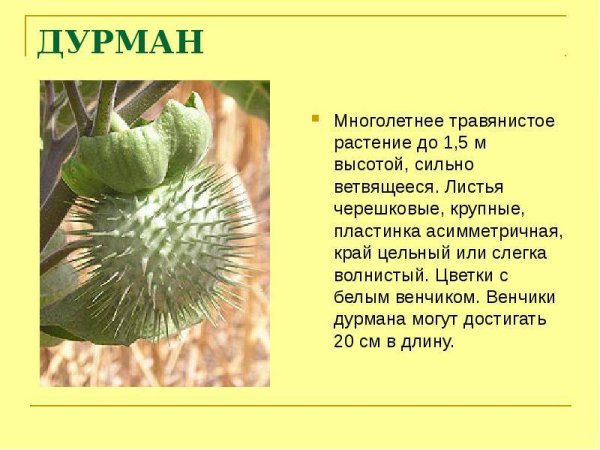 Доклад о растении дурман