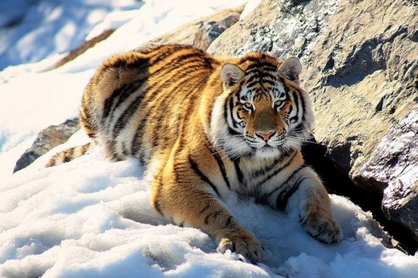 Благородный тигр