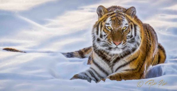 Тигрицы на зимнем фоне в кружочке