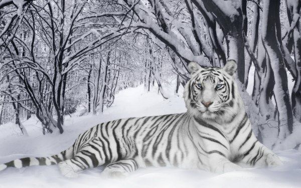 Амурский тигр белый