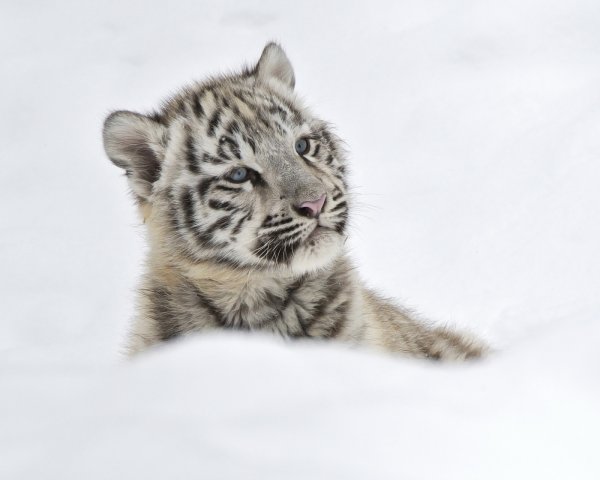 Тигренок выглядывающий зимний