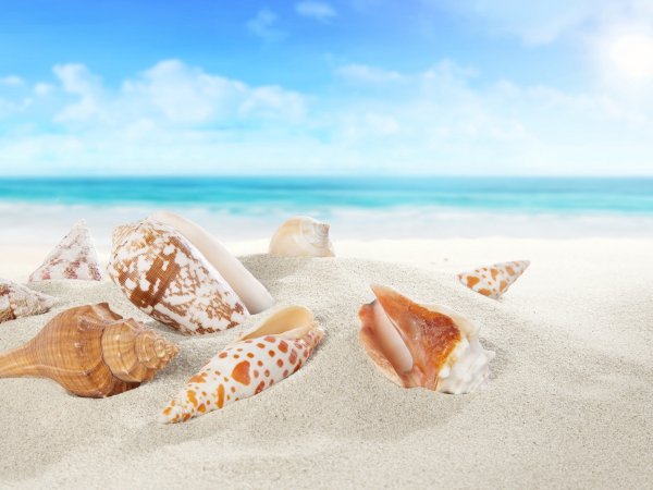 Ракушки на пляже