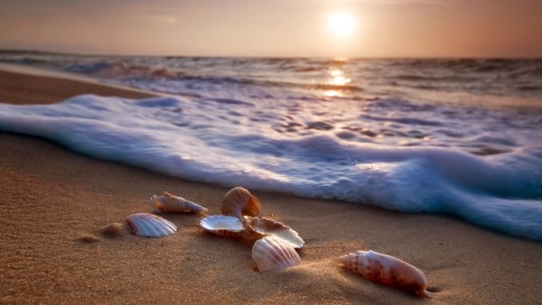 Ракушки на берегу моря