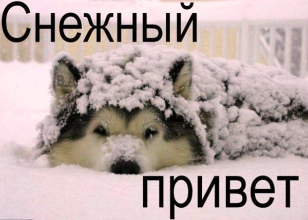 Привет снежок
