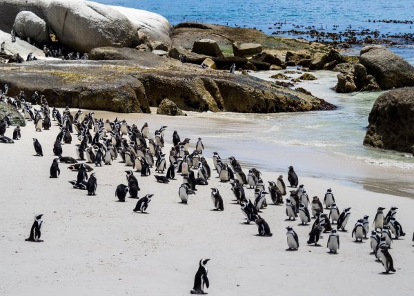 Cape Town пингвины