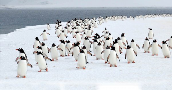 Пингвиний пляж