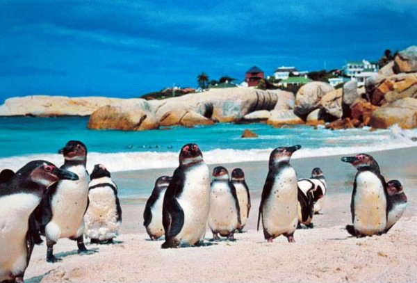 ЮАР пляж Боулдерс пингвины