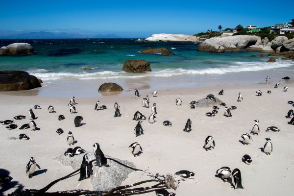 Пляж Болдерс Кейптаун