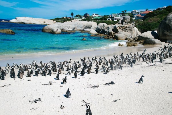 Кейптаун Болдерс Бич