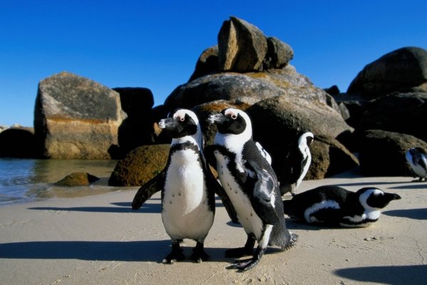 Кейптаун мыс доброй надежды пингвины