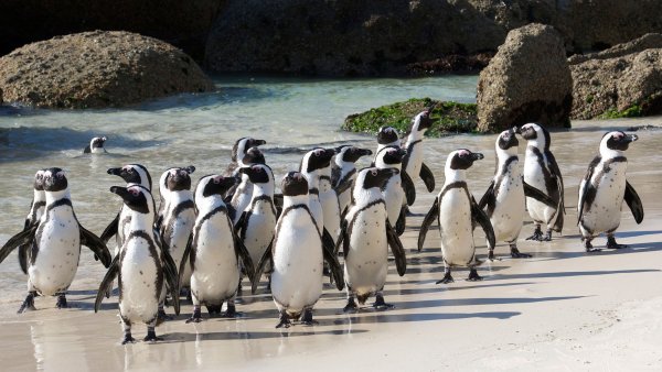 Очковый Пингвин в Африке