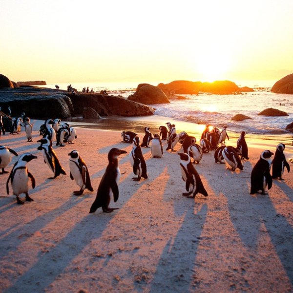 Cape Town пингвины