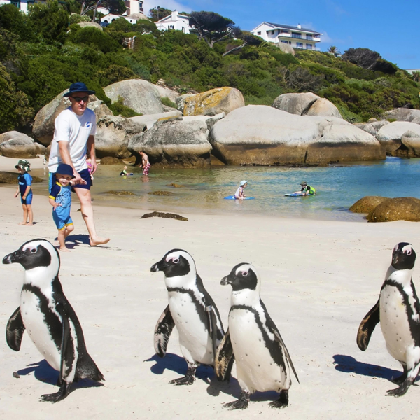 Пингвины ЮАР Кейптаун