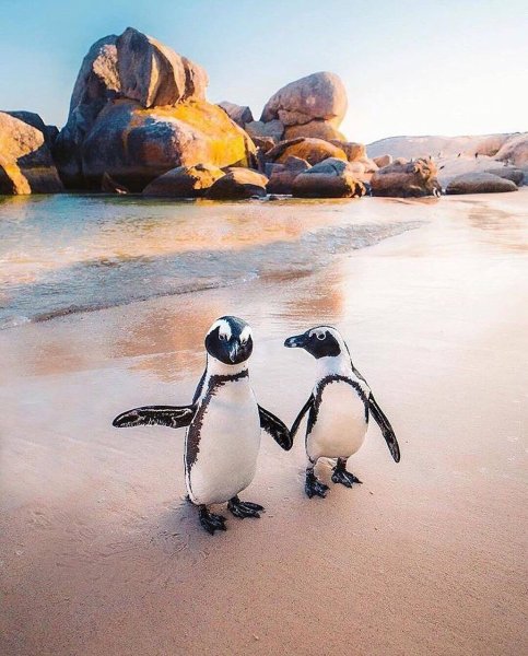 Африка пингвины Кейптаун