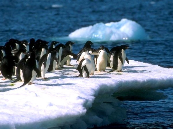 Пингвины на льдинах