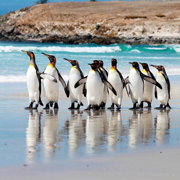 Королевский Пингвин в Антарктиде