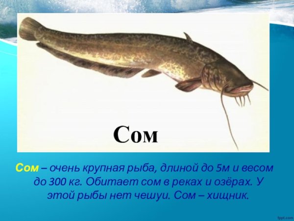 Описание сома
