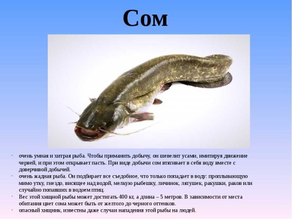Описание рыбы сом
