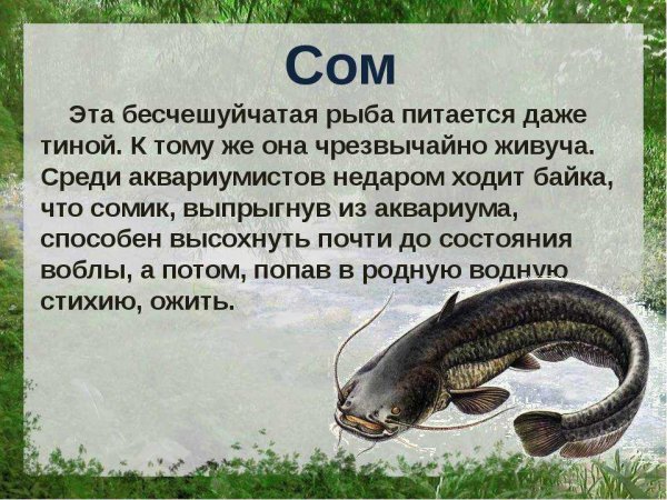 Рассказ про сома