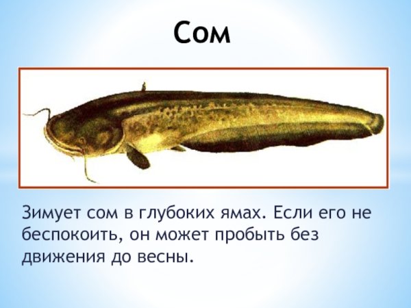Доклад о соме