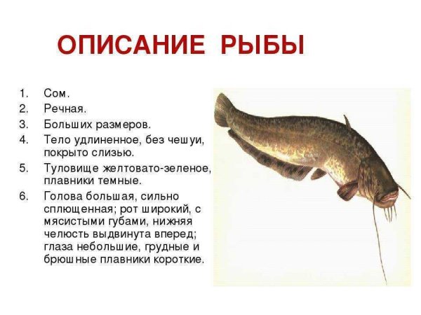 Описание сома для детей 1 класса