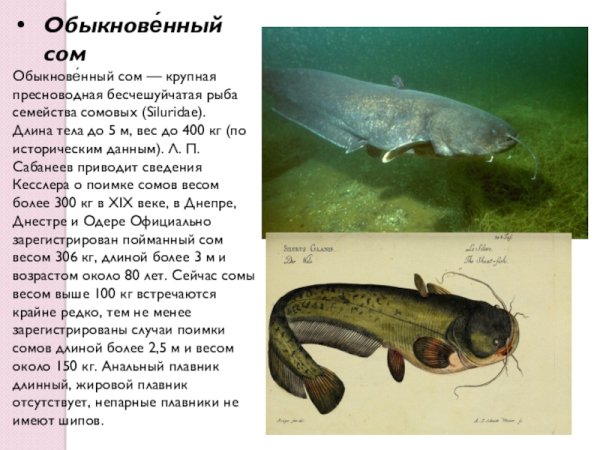 Сом рыба краткое описание
