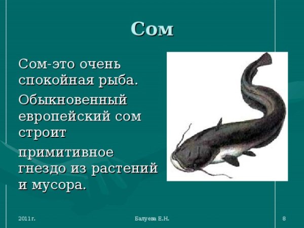 Рассказ о соме