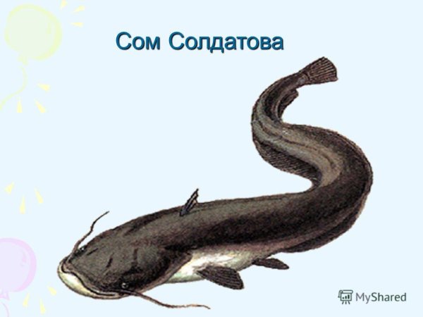 Сом Солдатова рыба