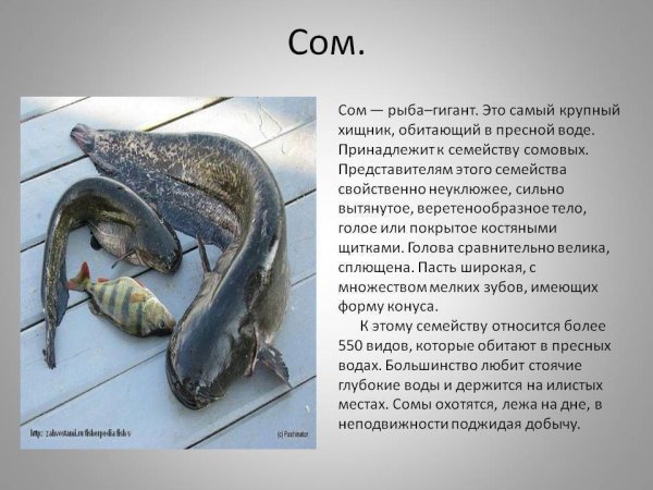 Доклад о соме