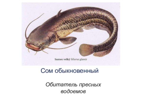 Описание сома