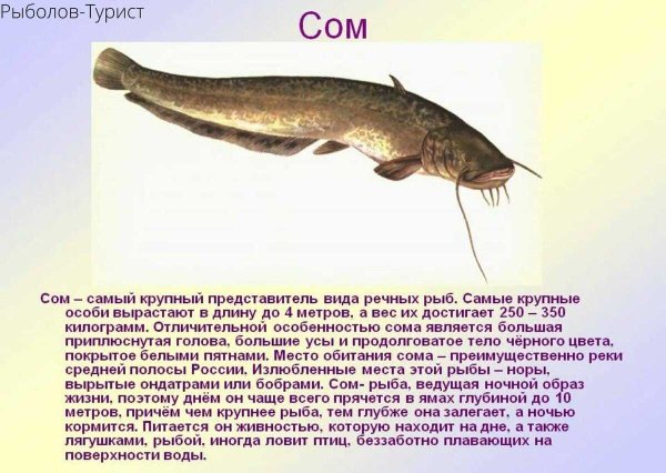 Краткое описание сома