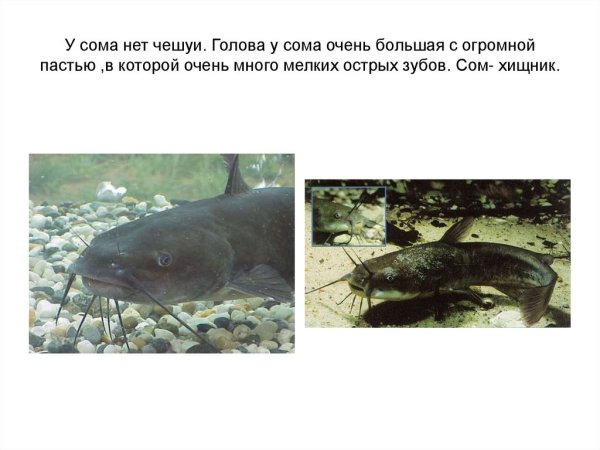 Сообщение о рыбе сом
