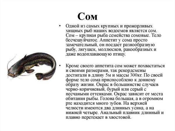 Семейство сомовых рыб