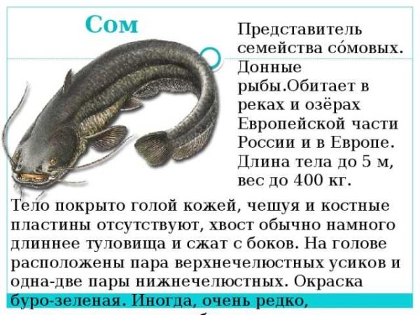 Рыба сом описание для 1 класса