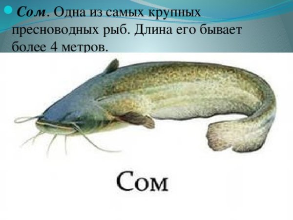 Костные рыбы сом