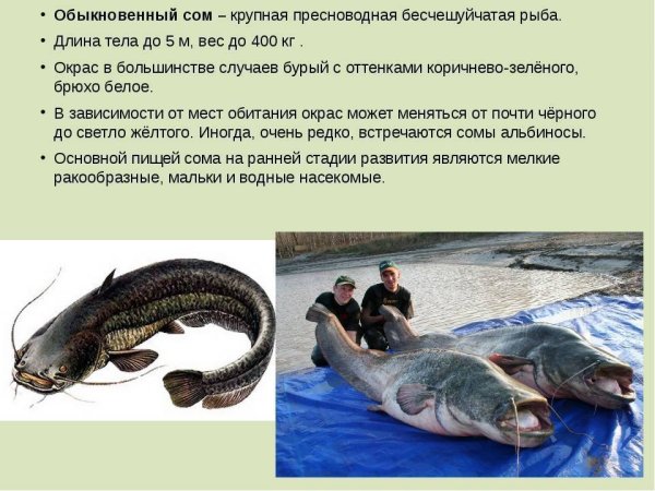Сом рыба краткое описание