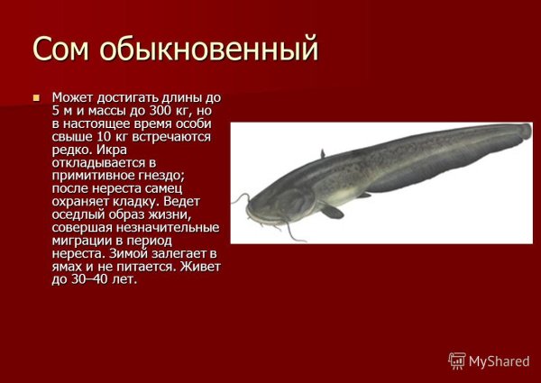 Сом в красной книге
