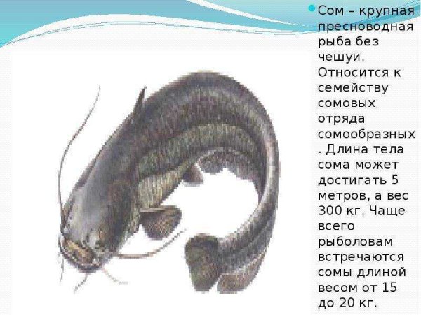 Сом описание для детей