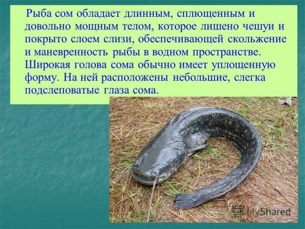 Сообщение о рыбе сом