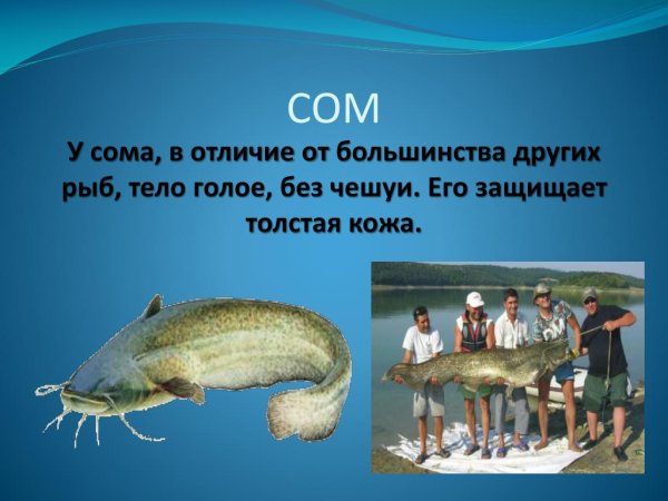 Доклад про сома