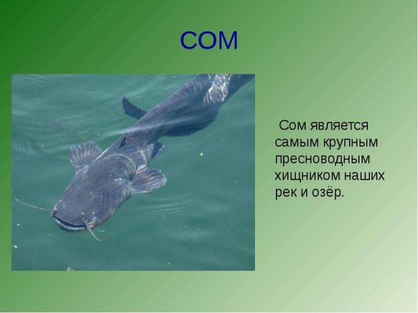 Описание сома