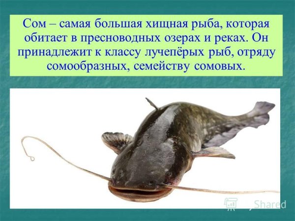 Сом доклад