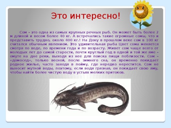 Описание рыбы сом