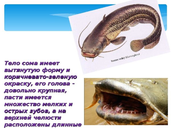 Описание рыбы сом