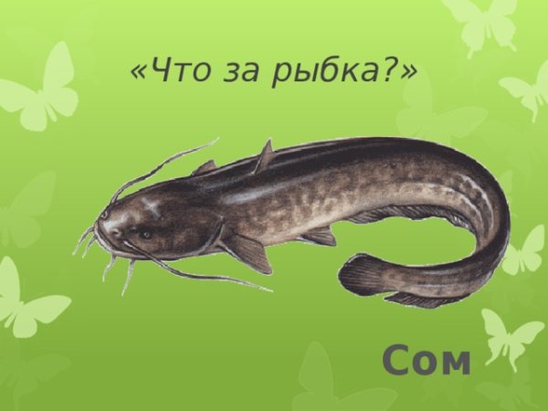 Картинки с изображением сома для детей